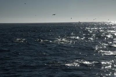 DSC_6648 (Large).JPG